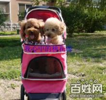 寵物推車 便捷出行，呵護愛寵的健康生活